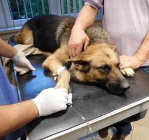 Przychodnia Weterynaryjna na Tuwima - Weterynarz Zamość